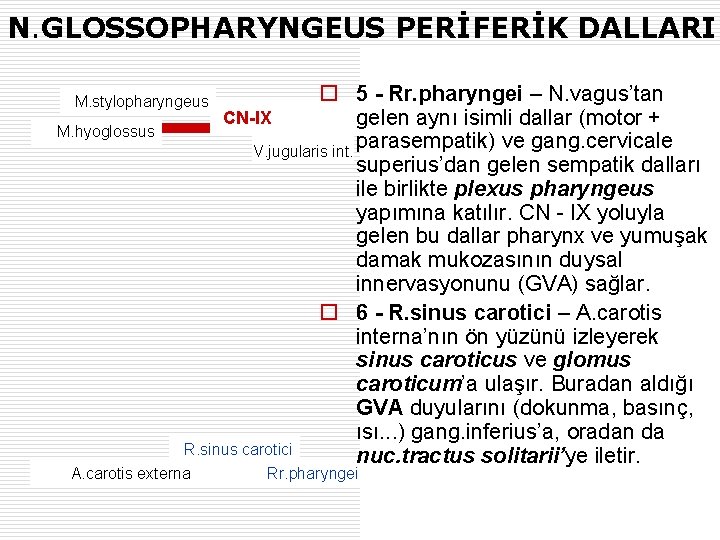 N. GLOSSOPHARYNGEUS PERİFERİK DALLARI o 5 - Rr. pharyngei – N. vagus’tan CN-IX gelen
