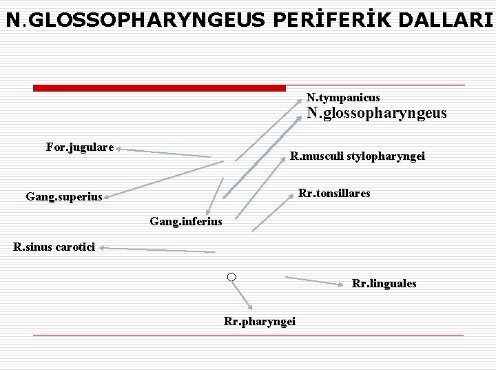 N. GLOSSOPHARYNGEUS PERİFERİK DALLARI N. tympanicus N. glossopharyngeus For. jugulare R. musculi stylopharyngei Rr.