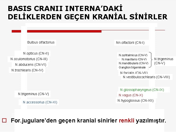 BASIS CRANII INTERNA’DAKİ DELİKLERDEN GEÇEN KRANİAL SİNİRLER Bulbus olfactorius Nn. olfactorii (CN-I) N. opticus