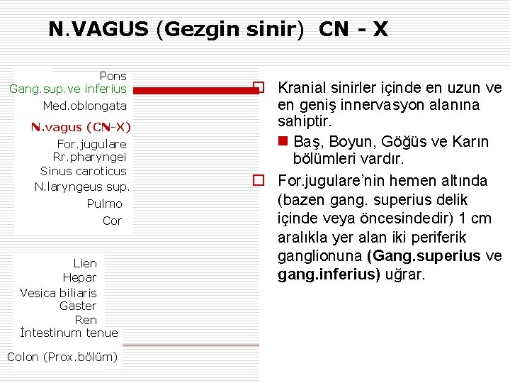 N. VAGUS (Gezgin sinir) CN - X Pons Gang. sup. ve inferius Med. oblongata