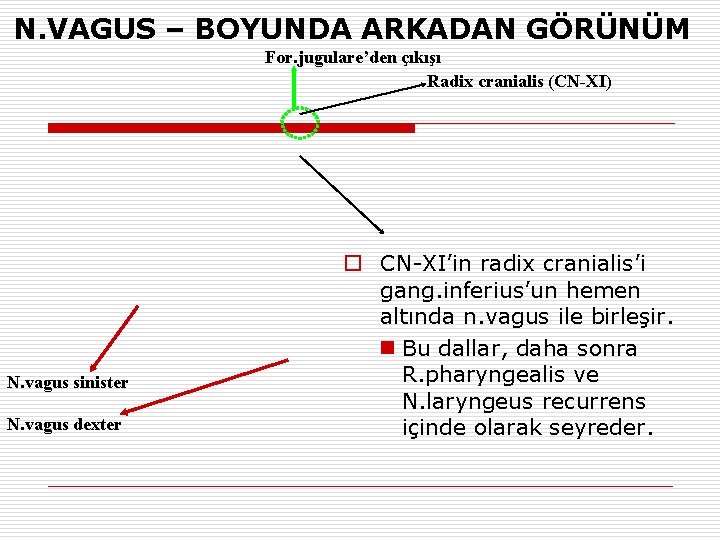 N. VAGUS – BOYUNDA ARKADAN GÖRÜNÜM For. jugulare’den çıkışı Radix cranialis (CN-XI) N. vagus