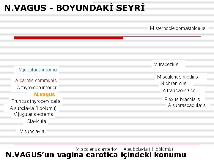 N. VAGUS - BOYUNDAKİ SEYRİ M. sternocleidomastoideus M. trapezius V. jugularis interna M. scalenus