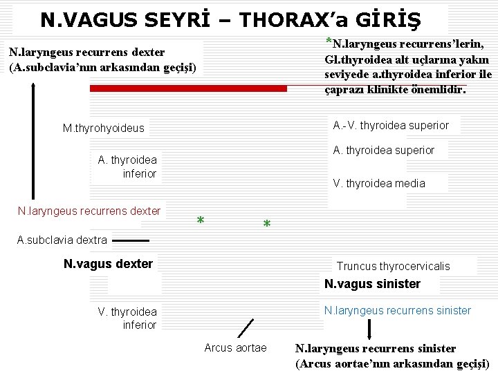 N. VAGUS SEYRİ – THORAX’a GİRİŞ *N. laryngeus recurrens’lerin, N. laryngeus recurrens dexter (A.