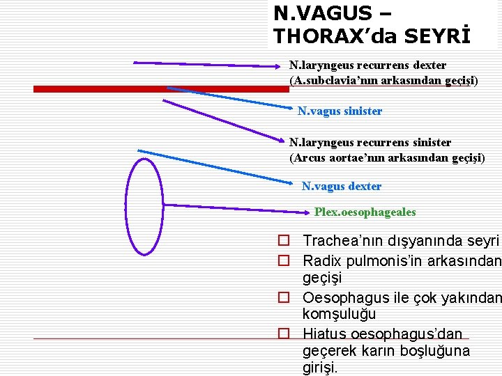 N. VAGUS – THORAX’da SEYRİ N. laryngeus recurrens dexter (A. subclavia’nın arkasından geçişi) N.
