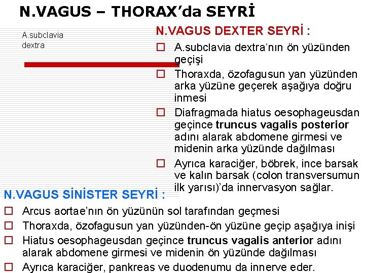 N. VAGUS – THORAX’da SEYRİ A. subclavia dextra N. VAGUS DEXTER SEYRİ : o
