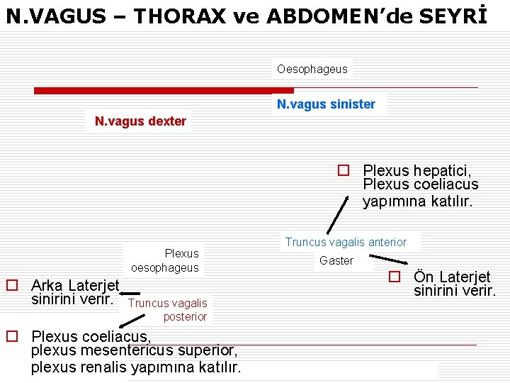 N. VAGUS – THORAX ve ABDOMEN’de SEYRİ Oesophageus N. vagus sinister N. vagus dexter