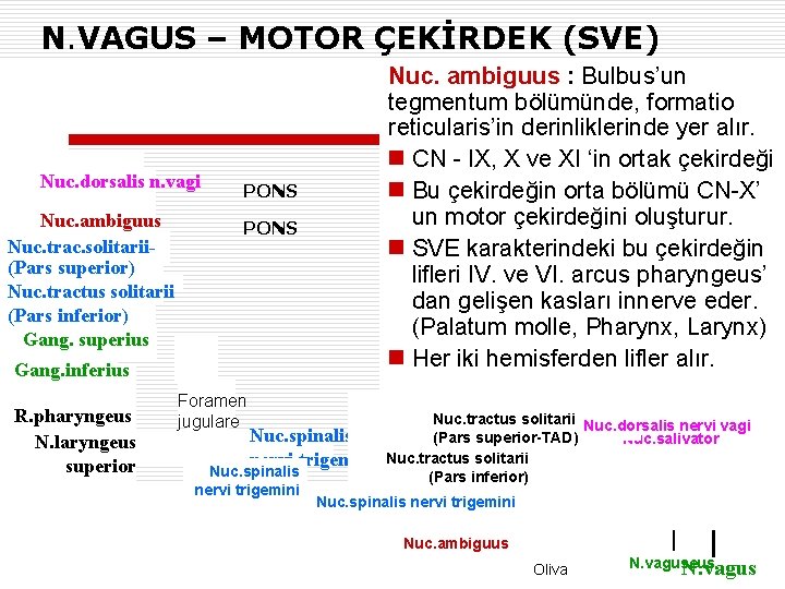 N. VAGUS – MOTOR ÇEKİRDEK (SVE) Nuc. dorsalis n. vagi Nuc. ambiguus Nuc. trac.
