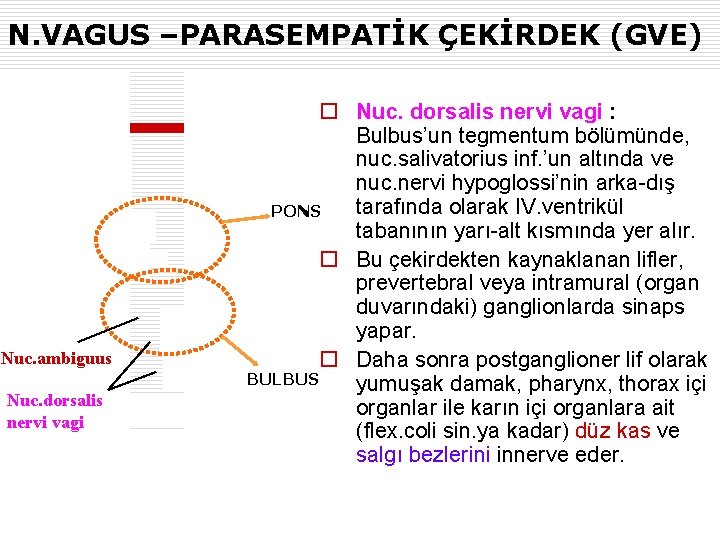 N. VAGUS –PARASEMPATİK ÇEKİRDEK (GVE) Nuc. ambiguus Nuc. dorsalis nervi vagi o Nuc. dorsalis