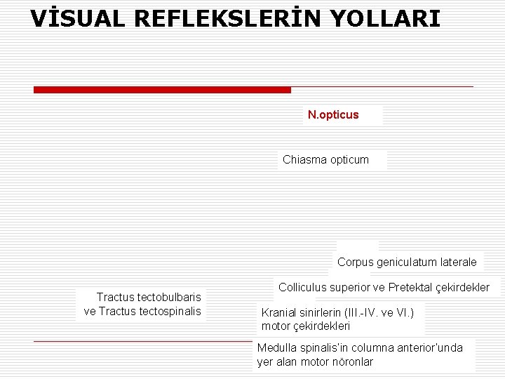 VİSUAL REFLEKSLERİN YOLLARI N. opticus Chiasma opticum Corpus geniculatum laterale Tractus tectobulbaris ve Tractus