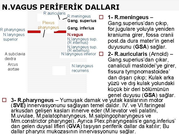 N. VAGUS PERİFERİK DALLARI R. auricularis R. meningeus Gang. superius o 1 - R.