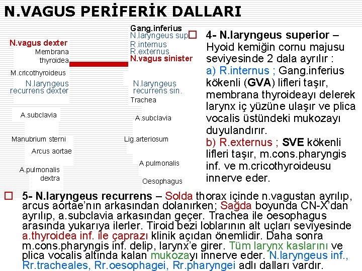 N. VAGUS PERİFERİK DALLARI N. vagus dexter Membrana thyroidea Gang. inferius N. laryngeus sup.