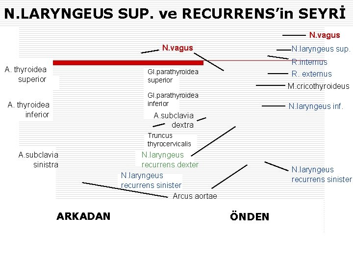 N. LARYNGEUS SUP. ve RECURRENS’in SEYRİ N. vagus N. laryngeus sup. R. internus A.