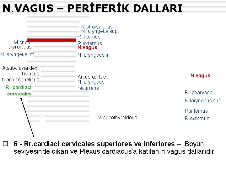 N. VAGUS – PERİFERİK DALLARI M. cricothyroideus N. laryngeus inf. A. subclavia dex. Truncus