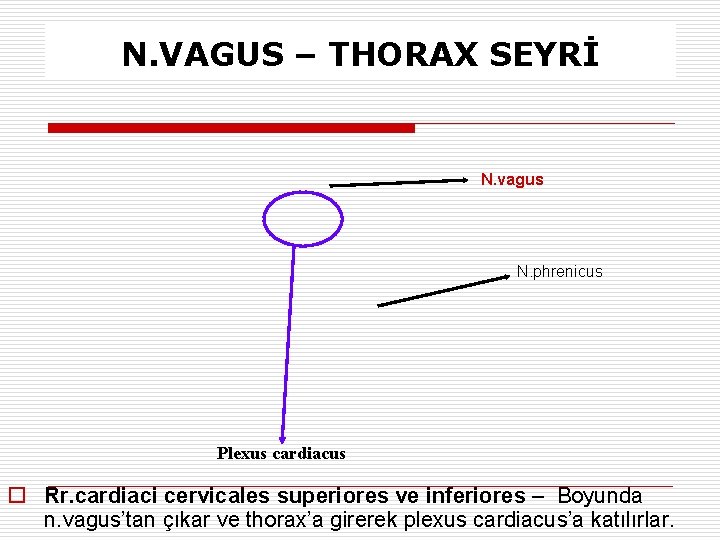 N. VAGUS – THORAX SEYRİ N. vagus N. phrenicus Plexus cardiacus o Rr. cardiaci