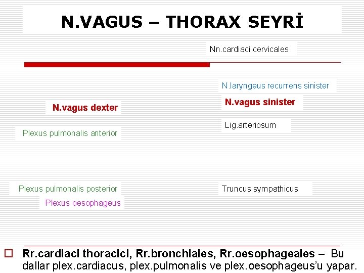 N. VAGUS – THORAX SEYRİ Nn. cardiaci cervicales N. laryngeus recurrens sinister N. vagus