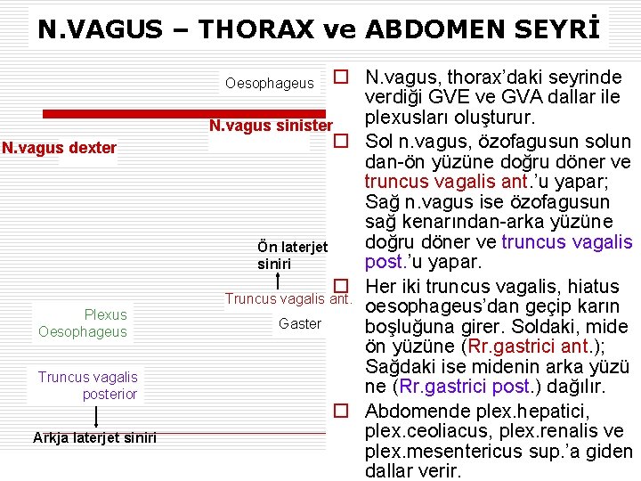 N. VAGUS – THORAX ve ABDOMEN SEYRİ o N. vagus, thorax’daki seyrinde verdiği GVE