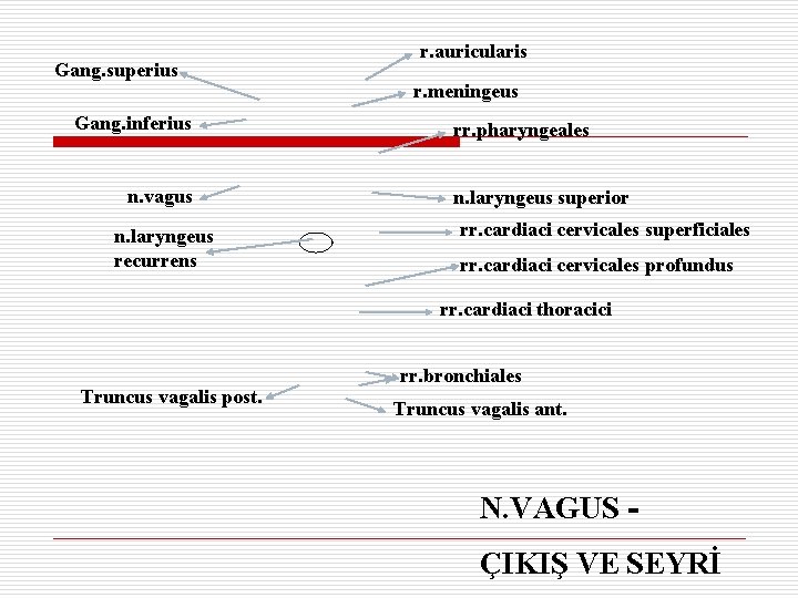 Gang. superius Gang. inferius n. vagus n. laryngeus recurrens r. auricularis r. meningeus rr.