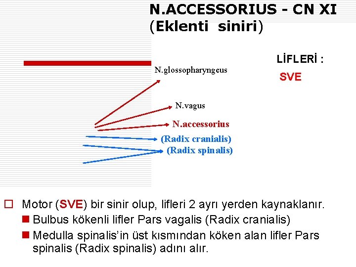 N. ACCESSORIUS - CN XI (Eklenti siniri) N. glossopharyngeus LİFLERİ : SVE N. vagus