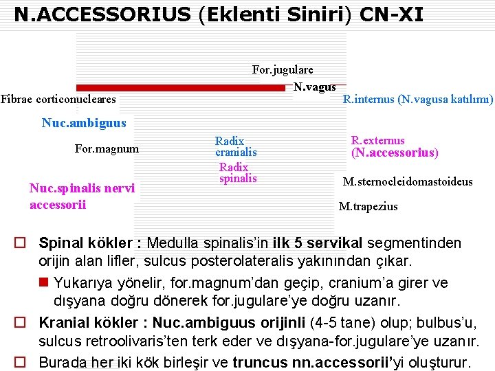 N. ACCESSORIUS (Eklenti Siniri) CN-XI Fibrae corticonucleares For. jugulare N. vagus R. internus (N.