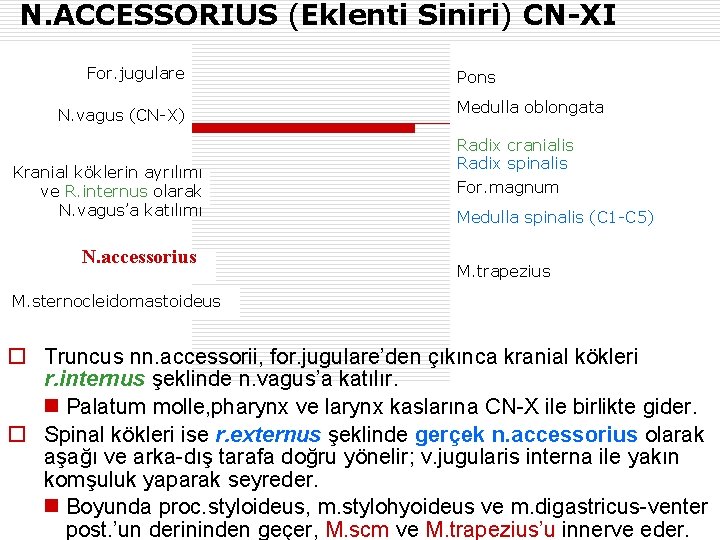 N. ACCESSORIUS (Eklenti Siniri) CN-XI For. jugulare N. vagus (CN-X) Kranial köklerin ayrılımı ve