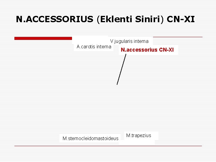 N. ACCESSORIUS (Eklenti Siniri) CN-XI V. jugularis interna A. carotis interna N. accessorius CN-XI