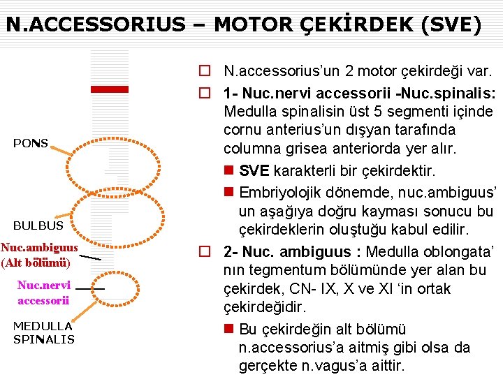 N. ACCESSORIUS – MOTOR ÇEKİRDEK (SVE) PONS BULBUS Nuc. ambiguus (Alt bölümü) Nuc. nervi
