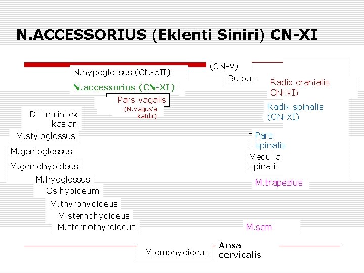 N. ACCESSORIUS (Eklenti Siniri) CN-XI N. hypoglossus (CN-XII) N. accessorius (CN-XI) Pars vagalis Dil