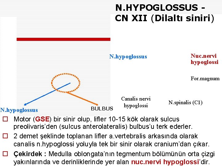 N. HYPOGLOSSUS CN XII (Dilaltı siniri) N. hypoglossus Nuc. nervi hypoglossi For. magnum N.
