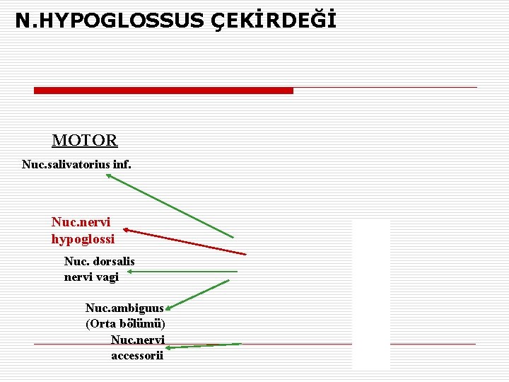N. HYPOGLOSSUS ÇEKİRDEĞİ MOTOR Nuc. salivatorius inf. Nuc. nervi hypoglossi Nuc. dorsalis nervi vagi