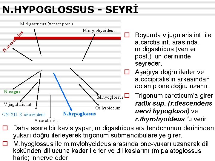 N. HYPOGLOSSUS - SEYRİ M. digastricus (venter post. ) M. mylohyoideus N. a cc