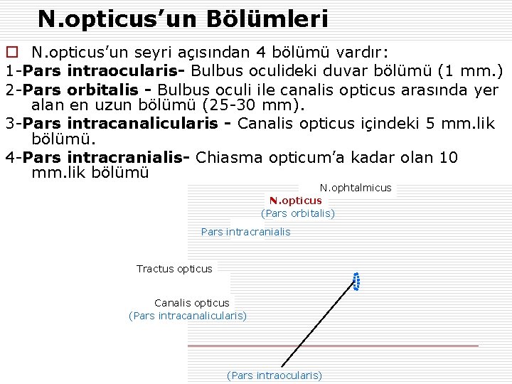 N. opticus’un Bölümleri o N. opticus’un seyri açısından 4 bölümü vardır: 1 -Pars intraocularis-