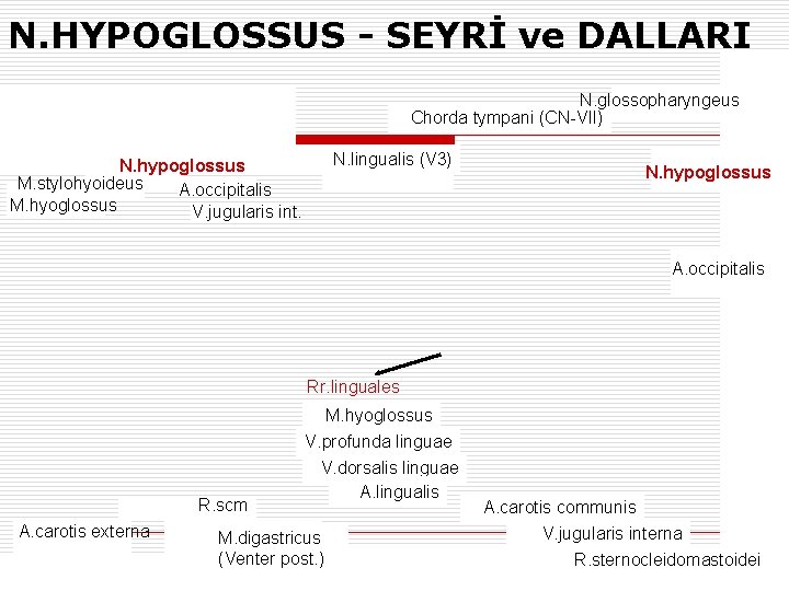 N. HYPOGLOSSUS - SEYRİ ve DALLARI N. glossopharyngeus Chorda tympani (CN-VII) N. lingualis (V