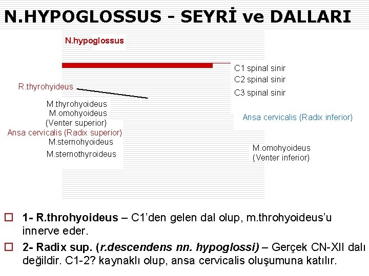 N. HYPOGLOSSUS - SEYRİ ve DALLARI N. hypoglossus R. thyrohyideus M. thyrohyoideus M. omohyoideus