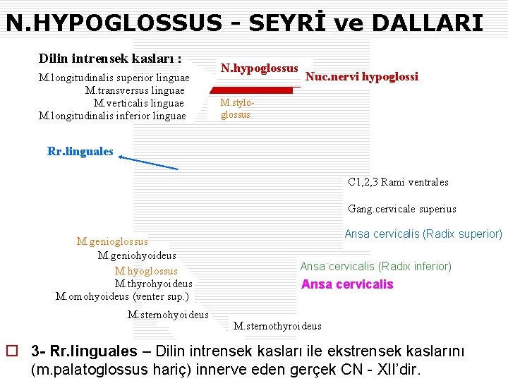 N. HYPOGLOSSUS - SEYRİ ve DALLARI Dilin intrensek kasları : M. longitudinalis superior linguae
