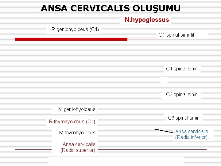 ANSA CERVICALIS OLUŞUMU N. hypoglossus R. geniohyoideus (C 1) C 1 spinal sinir lifi