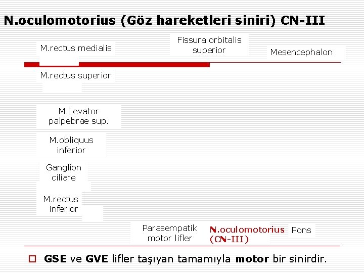 N. oculomotorius (Göz hareketleri siniri) CN-III M. rectus medialis Fissura orbitalis superior Mesencephalon M.