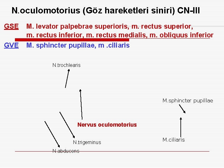 N. oculomotorius (Göz hareketleri siniri) CN-III GSE M. levator palpebrae superioris, m. rectus superior,