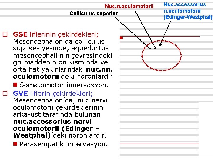 Nuc. n. oculomotorii Colliculus superior o GSE liflerinin çekirdekleri; Mesencephalon’da colliculus sup. seviyesinde, aqueductus