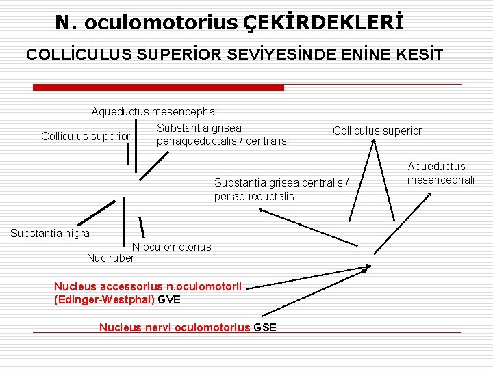 N. oculomotorius ÇEKİRDEKLERİ COLLİCULUS SUPERİOR SEVİYESİNDE ENİNE KESİT Aqueductus mesencephali Substantia grisea Colliculus superior