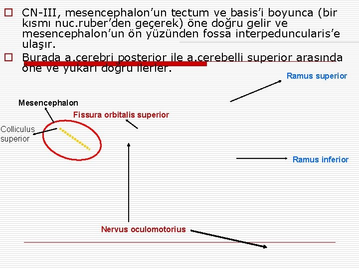 o CN-III, mesencephalon’un tectum ve basis’i boyunca (bir kısmı nuc. ruber’den geçerek) öne doğru