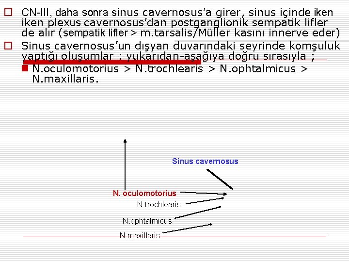 o CN-III, daha sonra sinus cavernosus’a girer, sinus içinde iken plexus cavernosus’dan postganglionik sempatik
