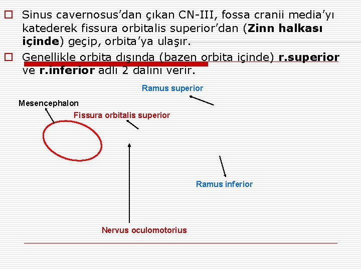 o Sinus cavernosus’dan çıkan CN-III, fossa cranii media’yı katederek fissura orbitalis superior’dan (Zinn halkası