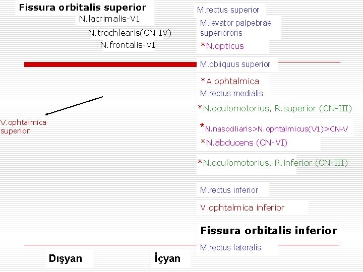 Fissura orbitalis superior M. rectus superior N. lacrimalis-V 1 N. trochlearis(CN-IV) N. frontalis-V 1