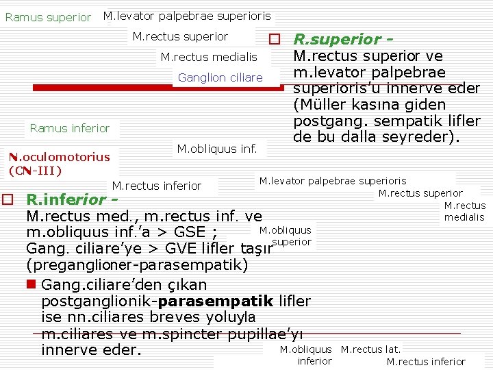 Ramus superior M. levator palpebrae superioris M. rectus superior M. rectus medialis Ganglion ciliare