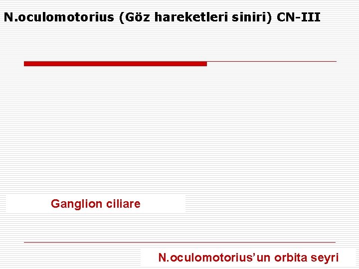 N. oculomotorius (Göz hareketleri siniri) CN-III Ganglion ciliare N. oculomotorius’un orbita seyri 