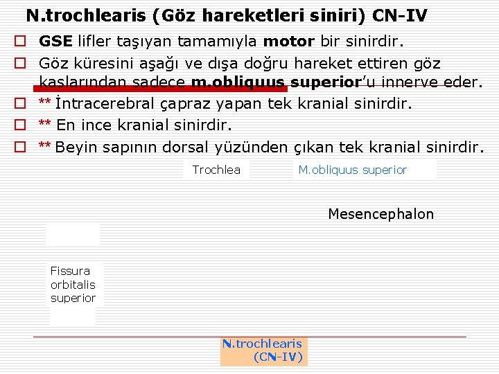N. trochlearis (Göz hareketleri siniri) CN-IV o GSE lifler taşıyan tamamıyla motor bir sinirdir.