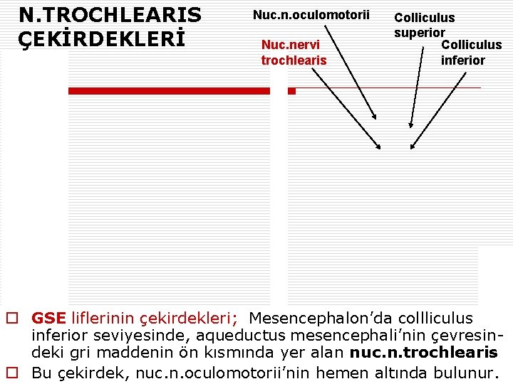 N. TROCHLEARIS ÇEKİRDEKLERİ Nuc. n. oculomotorii Nuc. nervi trochlearis Colliculus superior Colliculus inferior o