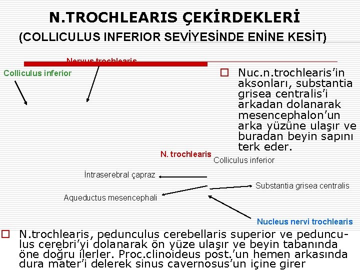N. TROCHLEARIS ÇEKİRDEKLERİ (COLLICULUS INFERIOR SEVİYESİNDE ENİNE KESİT) Nervus trochlearis Colliculus inferior N. trochlearis