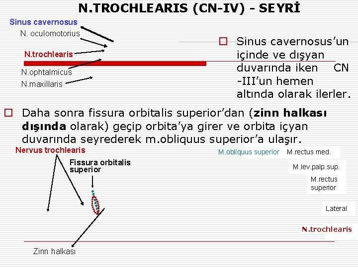 N. TROCHLEARIS (CN-IV) - SEYRİ Sinus cavernosus N. oculomotorius N. trochlearis N. ophtalmicus N.