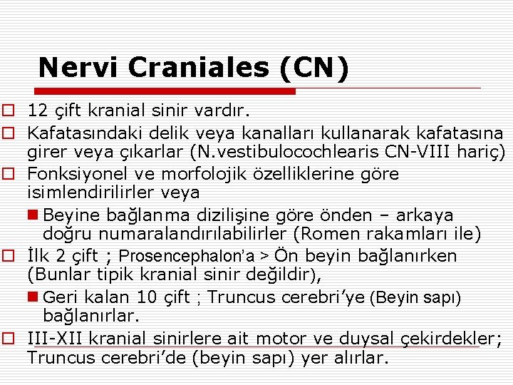 Nervi Craniales (CN) o 12 çift kranial sinir vardır. o Kafatasındaki delik veya kanalları